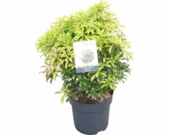 Schattenglöckchen FloraSelf Pieris Japonica "Passion"® H 40-50 Cm Co 6 L -Florasellf Geschaft DV 8 10189132 02 4c DE 20191022051658