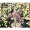 Korkenzieher-Hasel FloraSelf Corylus Avellana "Red Majestic"® H 100-125 Cm Co 18 L -Florasellf Geschaft DV 8 10189134 02 4c DE 20191021194726
