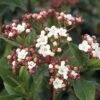 Mittelmeer - Schneeball FloraSelf Viburnum Tinus H 50-60 Cm Co 10 L -Florasellf Geschaft DV 8 10189139 01 4c DE 20191019211657
