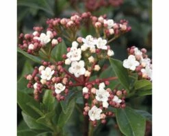 Mittelmeer - Schneeball FloraSelf Viburnum Tinus H 50-60 Cm Co 10 L