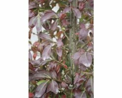 Korkflügelstrauch FloraSelf Euonymus Alatus H 80-100 Cm Co 15 L