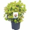 Schattenglöckchen FloraSelf Pieris Japonica "Mountain Fire" H 40-50 Cm Co 6 L -Florasellf Geschaft DV 8 10189145 01 4c DE 20191022051658