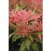 Schattenglöckchen FloraSelf Pieris Japonica "Forest Flame" H 40-50 Cm Co 6 L
