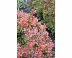 Zwergberberitze FloraSelf Berberis Thunbergii "Admiration"® H 40-50 Cm Co 15 L