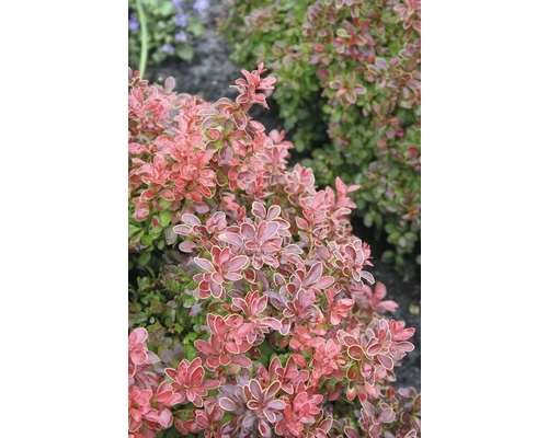 Zwergberberitze FloraSelf Berberis Thunbergii "Admiration"® H 40-50 Cm Co 15 L 3 Zwergberberitze FloraSelf Berberis Thunbergii "Admiration"® H 40-50 Cm Co 15 L