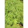 Grüner Schlitzahorn FloraSelf Acer Palmatum 'Dissectum Viridis' H 80-100 Cm Co 10 L -Florasellf Geschaft DV 8 10189151 01 4c DE 20191019211657