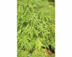 Grüner Schlitzahorn FloraSelf Acer Palmatum 'Dissectum Viridis' H 80-100 Cm Co 10 L