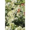 Schattenglöckchen FloraSelf Pieris Japonica 'Debutante' H 50-60 Cm Co 15 L