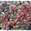 Berberitze FloraSelf Berberis Thunbergii 'Concorde' H 50-60 Cm Co 15 L -Florasellf Geschaft DV 8 10189163 01 4c DE 20191019211657