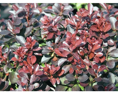 Berberitze FloraSelf Berberis Thunbergii 'Concorde' H 50-60 Cm Co 15 L 3 Berberitze FloraSelf Berberis Thunbergii 'Concorde' H 50-60 Cm Co 15 L