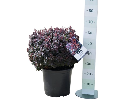 Berberitze FloraSelf Berberis Thunbergii 'Concorde' H 50-60 Cm Co 15 L 4 Berberitze FloraSelf Berberis Thunbergii 'Concorde' H 50-60 Cm Co 15 L – Bild 2