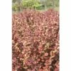 Berberitze FloraSelf Berberis Thunbergii 'Orange Rocket'® H 50-60 Cm Co 18 L 2 Berberitze FloraSelf Berberis Thunbergii 'Orange Rocket'® H 50-60 Cm Co 18 L -Florasellf Geschaft DV 8 10189164 01 4c DE 20191019211657