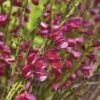 Edelginster FloraSelf Cytisus Scoparius 'Boskoop Ruby' H 100-125 Cm Co 15 L 2 Edelginster FloraSelf Cytisus Scoparius 'Boskoop Ruby' H 100-125 Cm Co 15 L -Florasellf Geschaft DV 8 10189166 02 4c DE 20191021195137