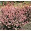 Berberitze FloraSelf Berberis Thunbergii 'Harlequin' H 50-60 Cm Co 15 L -Florasellf Geschaft DV 8 10189178 01 4c DE 20191019212524