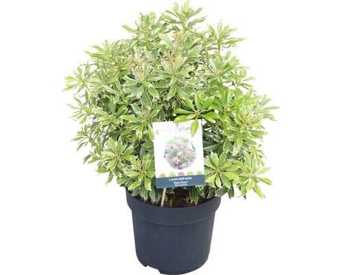 Japanische Lavendelheide FloraSelf Pieris Japonica 'Ralto Rose' H 40-50 Cm Co 6 L 4 Japanische Lavendelheide FloraSelf Pieris Japonica 'Ralto Rose' H 40-50 Cm Co 6 L – Bild 2