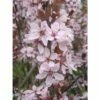 Blutpflaume FloraSelf Prunus Cerasifera 'Nigra' Halbstamm 125 Cm H 150-175 Cm Co 18 L -Florasellf Geschaft DV 8 10189189 01 4c DE 20191020004203