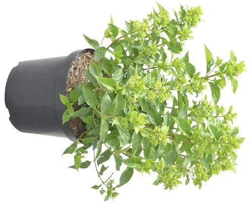 Rispenhortensie FloraSelf Hydrangea Paniculata 'Little Lime' H 60-80 Cm Co 10 L 4 Rispenhortensie FloraSelf Hydrangea Paniculata 'Little Lime' H 60-80 Cm Co 10 L – Bild 2