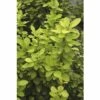 Berberitze FloraSelf Berberis Thunbergii 'Maria' H 50-60 Cm Co 15 L -Florasellf Geschaft DV 8 10189203 02 4c DE 20191020005048