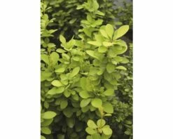 Berberitze FloraSelf Berberis Thunbergii 'Maria' H 50-60 Cm Co 15 L