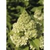 Rispenhortensie FloraSelf Hydrangea Paniculata 'Limelight' Halbstamm 125 Cm H 150-175 Cm Co 18 L 2 Rispenhortensie FloraSelf Hydrangea Paniculata 'Limelight' Halbstamm 125 Cm H 150-175 Cm Co 18 L -Florasellf Geschaft DV 8 10189225 01 4c DE 20191020014621