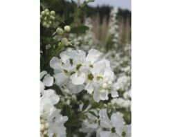 Hängende Prunkspiere FloraSelf Exochorda Macrantha 'The Bride' H 40-60 Cm Co 6 L