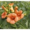 Trompetenblume Spalier FloraSelf Campsis Tagliabuana 'Indian Summer' H Ca. 80 Cm Co 6 L -Florasellf Geschaft DV 8 10189229 01 4c DE 20191020014751