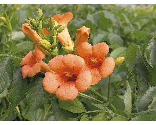 Trompetenblume Spalier FloraSelf Campsis Tagliabuana 'Indian Summer' H Ca. 80 Cm Co 6 L 3 Trompetenblume Spalier FloraSelf Campsis Tagliabuana 'Indian Summer' H Ca. 80 Cm Co 6 L