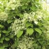 Kletter-Hortensie Spalier FloraSelf Hydrangea Petiolaris H Ca. 80 Cm Co 6 L -Florasellf Geschaft DV 8 10189233 01 4c DE 20191020014951