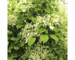 Kletter-Hortensie Spalier FloraSelf Hydrangea Petiolaris H Ca. 80 Cm Co 6 L