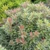 Japansiche Lavendelheide FloraSelf Pieris Japonica 'Little Heath' H 40-50 Cm Co 6 L -Florasellf Geschaft DV 8 10189241 01 4c DE 20191020015527