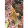 Blasenspiere FloraSelf Physocarpus Opulifolius 'Center Glow' Halbstamm 40 Cm H 60-100 Cm Co 6 L -Florasellf Geschaft DV 8 10189245 01 4c DE 20191020015431