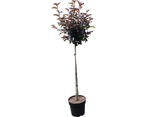 Blasenspiere FloraSelf Physocarpus Opulifolius 'Center Glow' Halbstamm 40 Cm H 60-100 Cm Co 6 L 4 Blasenspiere FloraSelf Physocarpus Opulifolius 'Center Glow' Halbstamm 40 Cm H 60-100 Cm Co 6 L – Bild 2