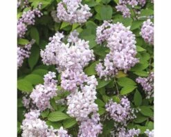 Rosendeutzie FloraSelf Deutzia 'Mont Rose' H 80-100 Cm Co 10 L