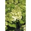 Rispenhortensie FloraSelf Hydrangea Paniculata 'Magical Mont Blanc' H 80-100 Cm Co 10 L -Florasellf Geschaft DV 8 10189256 01 4c DE 20191020020008