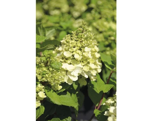Rispenhortensie FloraSelf Hydrangea Paniculata 'Magical Mont Blanc' H 80-100 Cm Co 10 L 3 Rispenhortensie FloraSelf Hydrangea Paniculata 'Magical Mont Blanc' H 80-100 Cm Co 10 L