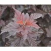 Blasenspiere FloraSelf Physocarpus Opulifolius 'Little Angel' H 80-100 Cm Co 10 L -Florasellf Geschaft DV 8 10189258 02 4c DE 20191020020122