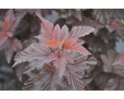 Blasenspiere FloraSelf Physocarpus Opulifolius 'Little Angel' H 80-100 Cm Co 10 L