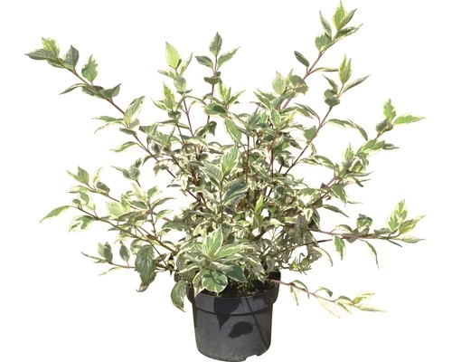 Hartriegel FloraSelf Cornus Alba 'Sibirica Variegata' H 50-60 Cm Co 4,5 L 4 Hartriegel FloraSelf Cornus Alba 'Sibirica Variegata' H 50-60 Cm Co 4,5 L – Bild 2