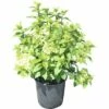 Rispenhortensie FloraSelf Hydrangea Paniculata 'Magical Mont Blanc' H 100-125 Cm Co 18 L 1 Rispenhortensie FloraSelf Hydrangea Paniculata 'Magical Mont Blanc' H 100-125 Cm Co 18 L -Florasellf Geschaft DV 8 10189266 01 4c DE 20191021191307