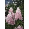 Rispenhortensie FloraSelf Hydrangea Paniculata 'Pinky Winky' Halbstamm 125 Cm H 150-175 Cm Co 18 L 2 Rispenhortensie FloraSelf Hydrangea Paniculata 'Pinky Winky' Halbstamm 125 Cm H 150-175 Cm Co 18 L -Florasellf Geschaft DV 8 10189270 01 4c DE 20191020020523