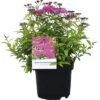 Spierstrauch FloraSelf Spiraea Japonica 'Anthony Waterer' H 30-40 Cm Co 2,8 L -Florasellf Geschaft DV 8 10189288 01 4c DE 20191022094656