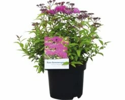 Spierstrauch FloraSelf Spiraea Japonica 'Anthony Waterer' H 30-40 Cm Co 2,8 L