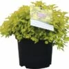 Spierstrauch FloraSelf Spiraea Japonica 'Golden Princess' H 30-40 Cm Co 2,8 L 2 Spierstrauch FloraSelf Spiraea Japonica 'Golden Princess' H 30-40 Cm Co 2,8 L -Florasellf Geschaft DV 8 10189289 01 4c DE 20191022074658