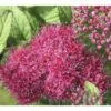 Spierstrauch FloraSelf Spiraea Japonica 'Superstar' H 30-40 Cm Co 2,8 L