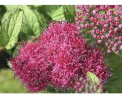 Spierstrauch FloraSelf Spiraea Japonica 'Superstar' H 30-40 Cm Co 2,8 L