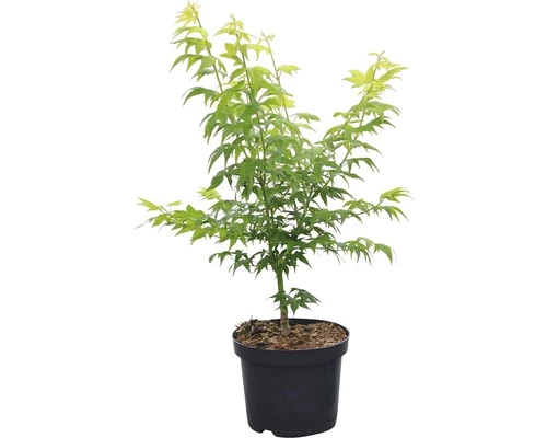 Fächerahorn FloraSelf Acer Palmatum 'Aoyagi' H 40-50 Cm Co 4,5 L 4 Fächerahorn FloraSelf Acer Palmatum 'Aoyagi' H 40-50 Cm Co 4,5 L – Bild 2