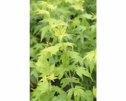 Fächerahorn FloraSelf Acer Palmatum 'Aoyagi' H 40-50 Cm Co 4,5 L