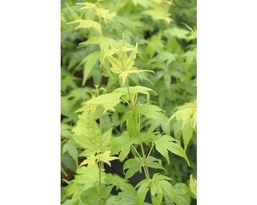 Fächerahorn FloraSelf Acer Palmatum 'Aoyagi' H 40-50 Cm Co 4,5 L 3 Fächerahorn FloraSelf Acer Palmatum 'Aoyagi' H 40-50 Cm Co 4,5 L