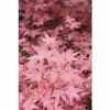 Fächerahorn FloraSelf Acer Palmatum 'Beni-Maiko' H 40-60 Cm Co 4,5 L -Florasellf Geschaft DV 8 10189299 01 4c DE 20191020022035