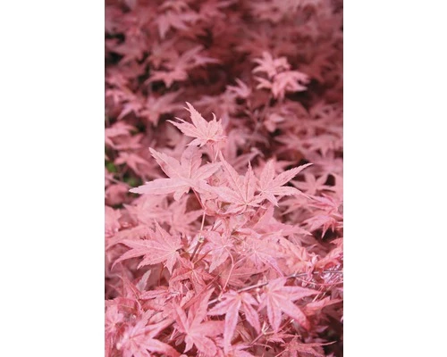 Fächerahorn FloraSelf Acer Palmatum 'Beni-Maiko' H 40-60 Cm Co 4,5 L 3 Fächerahorn FloraSelf Acer Palmatum 'Beni-Maiko' H 40-60 Cm Co 4,5 L